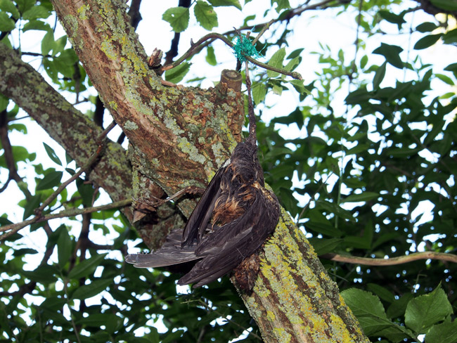 Vogelschutznetz_Amsel