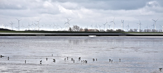 WEA_Langeoog_April_2015_Gaense